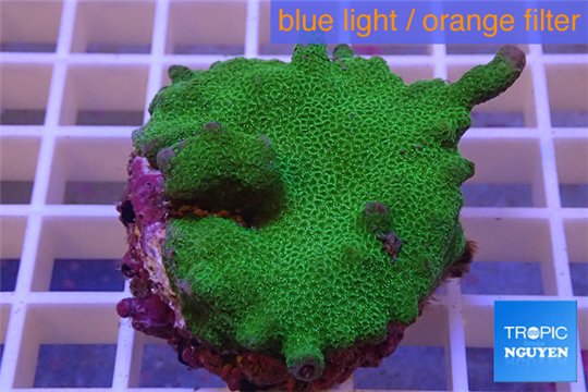 Montipora digitata green 3-4 cm WYSIWYG acclimaté