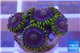Zoanthus neon green magician blue 5-6 polyps WYSIWYG acclimaté