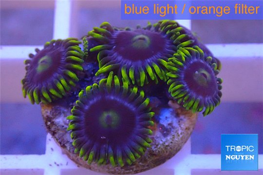 Zoanthus neon green magician blue 5-6 polyps WYSIWYG acclimaté