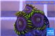 Zoanthus neon green magician blue 3-5 polyps WYSIWYG acclimaté