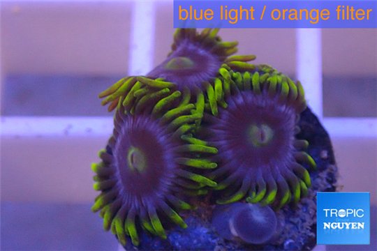 Zoanthus neon green magician blue 3-5 polyps WYSIWYG acclimaté