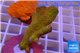 Montipora red fire forest 3-5 cm WYSIWYG acclimaté