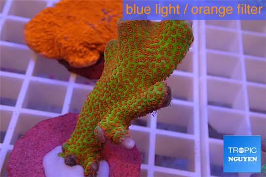 Montipora red fire forest 3-5 cm WYSIWYG acclimaté