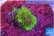 Zoanthus Fijii premium 4 polyps WYSIWYG acclimaté