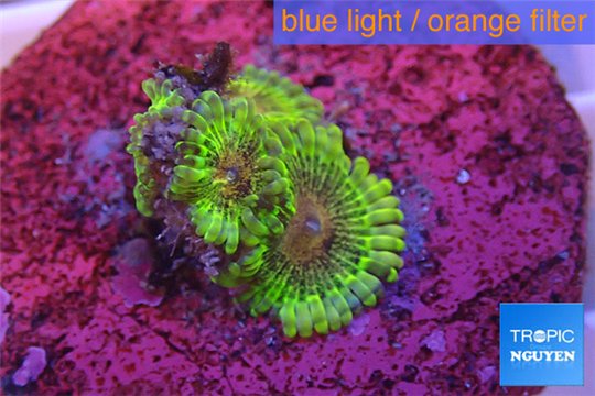 Zoanthus Fijii premium 4 polyps WYSIWYG acclimaté