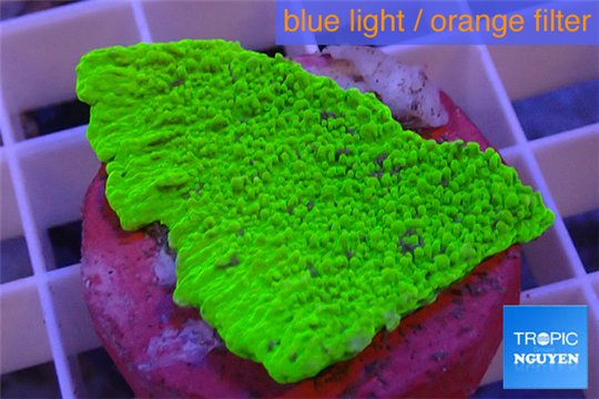 Montipora capricornis green plate 3-4 cm WYSIWYG acclimaté