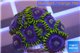 Zoanthus neon green magician blue 10-12 polyps WYSIWYG acclimaté