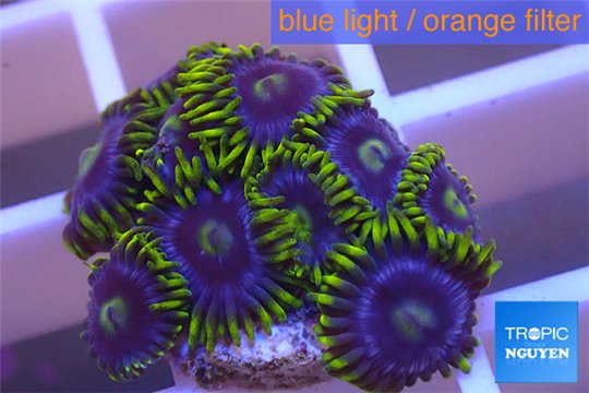 Zoanthus neon green magician blue 10-12 polyps WYSIWYG acclimaté