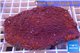 Montipora red incrusting Australia 8-12 cm WYSIWYG acclimaté