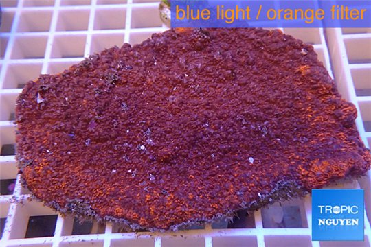 Montipora red incrusting Australia 8-12 cm WYSIWYG acclimaté