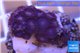 Zoanthus purple blue 2-3 cm WYSIWYG acclimaté