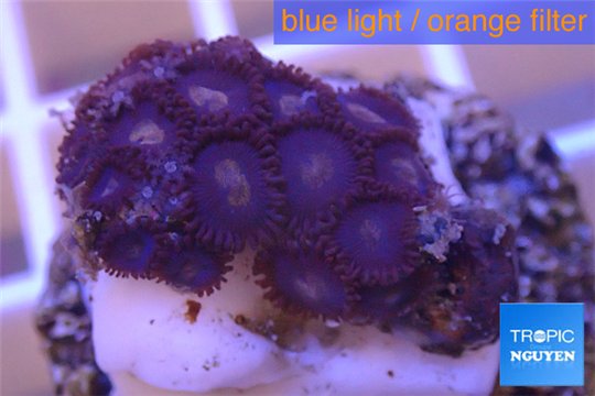 Zoanthus purple blue 2-3 cm WYSIWYG acclimaté