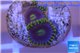 Zoanthus neon green magician blue 3-5 polyps WYSIWYG acclimaté
