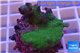 Montipora digitata green 2-4 cm WYSIWYG acclimaté