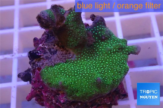 Montipora digitata green 2-4 cm WYSIWYG acclimaté