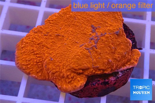Montipora red cap 2-4 cm WYSIWYG acclimaté