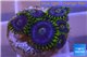 Zoanthus neon green magician blue 4-6 polyps WYSIWYG acclimaté