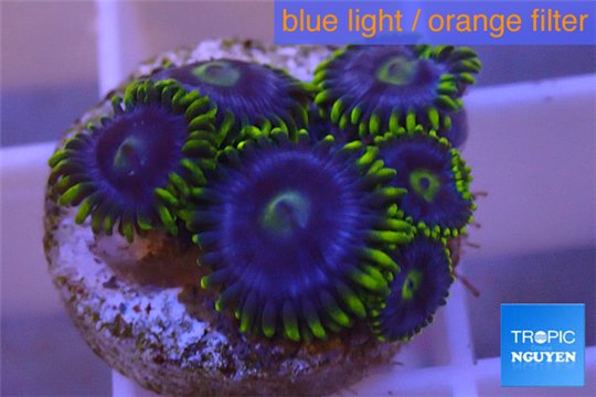 Zoanthus neon green magician blue 4-6 polyps WYSIWYG acclimaté