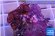Zoanthus pink diamond 3-4 cm WYSIWYG acclimaté