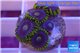 Zoanthus neon green magician blue 4-6 polyps WYSIWYG acclimaté