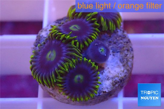 Zoanthus neon green magician blue 4-6 polyps WYSIWYG acclimaté