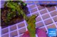 Montipora red fire forest 5-7 cm WYSIWYG acclimaté