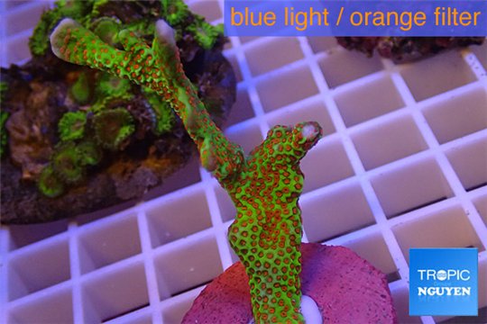 Montipora red fire forest 5-7 cm WYSIWYG acclimaté