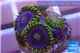 Zoanthus neon green magician blue 4-6 polyps WYSIWYG acclimaté