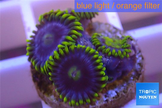 Zoanthus neon green magician blue 4-6 polyps WYSIWYG acclimaté