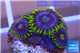 Zoanthus neon green magician blue 4-6 polyps WYSIWYG acclimaté
