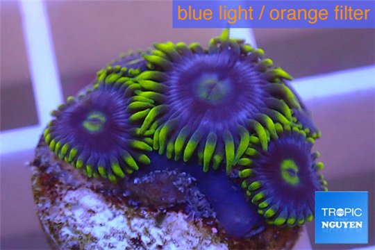 Zoanthus neon green magician blue 4-6 polyps WYSIWYG acclimaté