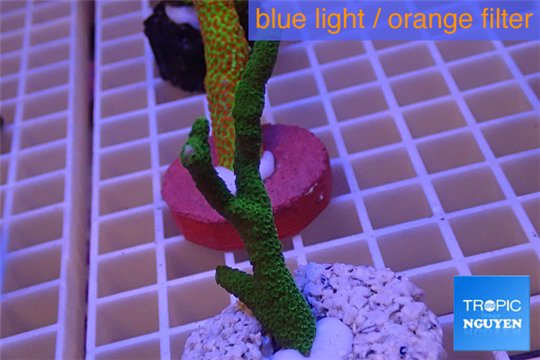 Montipora digitata green 4-6 cm WYSIWYG acclimaté