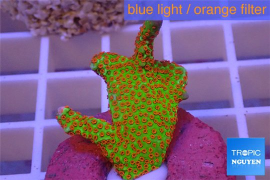 Montipora red fire forest 3-4 cm WYSIWYG acclimaté