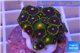 Zoanthus blue green Kenya 2-4 cm WYSIWYG acclimaté