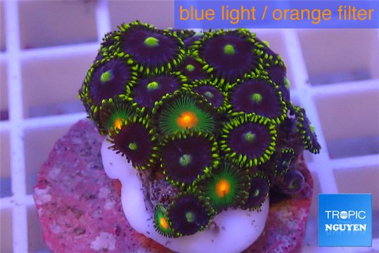 Zoanthus blue green Kenya 2-4 cm WYSIWYG acclimaté