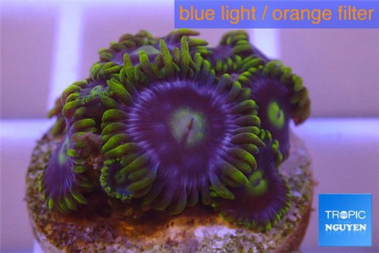 Zoanthus neon green magician blue 4-6 polyps WYSIWYG acclimaté