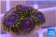 Zoanthus neon green magician blue 4-6 polyps WYSIWYG acclimaté
