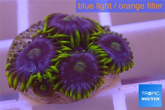 Zoanthus neon green magician blue 4-6 polyps WYSIWYG acclimaté