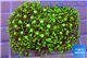 Pachyclavularia neon green 3-5 cm WYSIWYG acclimaté