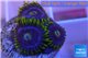 Zoanthus neon green magician blue 4-6 polyps WYSIWYG acclimaté