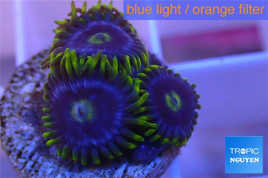 Zoanthus neon green magician blue 4-6 polyps WYSIWYG acclimaté