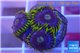 Zoanthus neon green magician blue 4-6 polyps WYSIWYG acclimaté