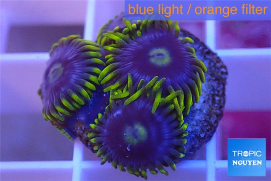 Zoanthus neon green magician blue 4-6 polyps WYSIWYG acclimaté