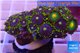 Zoanthus blue green Kenya 4-5 cm WYSIWYG acclimaté