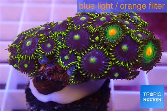 Zoanthus blue green Kenya 4-5 cm WYSIWYG acclimaté