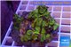Zoanthus Fijii premium 8-12 cm WYSIWYG acclimaté