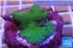 Montipora digitata green 2-3 cm WYSIWYG acclimaté