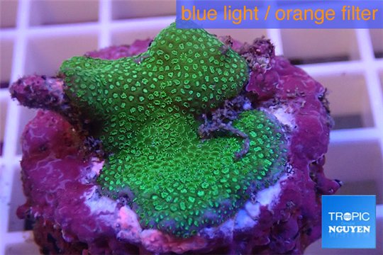 Montipora digitata green 2-3 cm WYSIWYG acclimaté