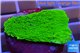 Montipora green cap 2-3 cm WYSIWYG acclimaté