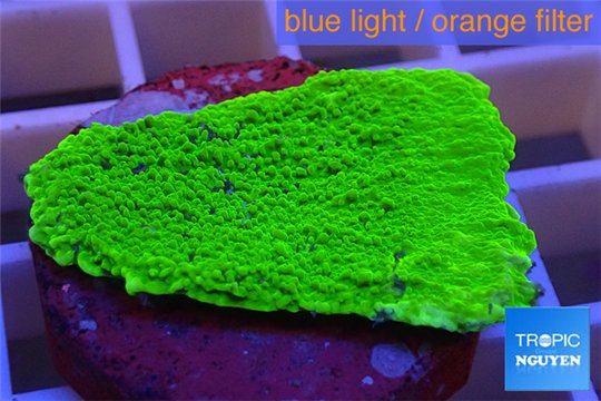 Montipora green cap 2-3 cm WYSIWYG acclimaté